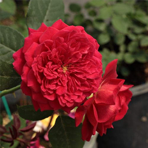 Gärtnerei - Rosa L'Ami des Jardins™ - rot - teehybriden-edelrosen - diskret duftend - Dominique Massad - -